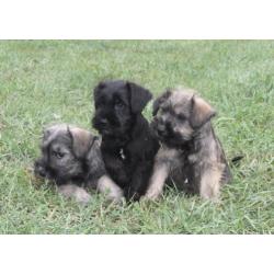 Dwergschnauzer / dwerg schnauzer pups