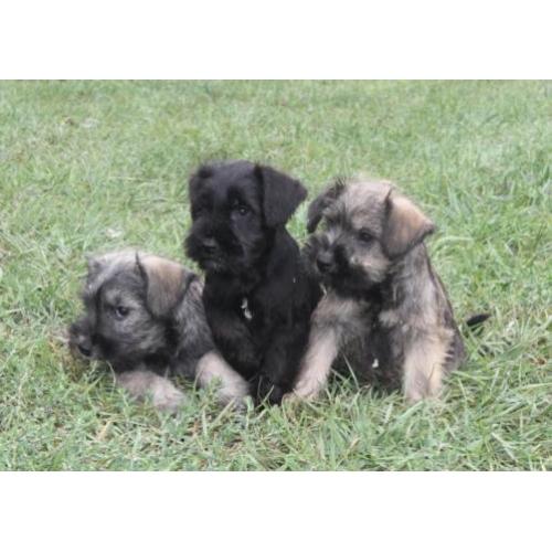 Dwergschnauzer / dwerg schnauzer pups