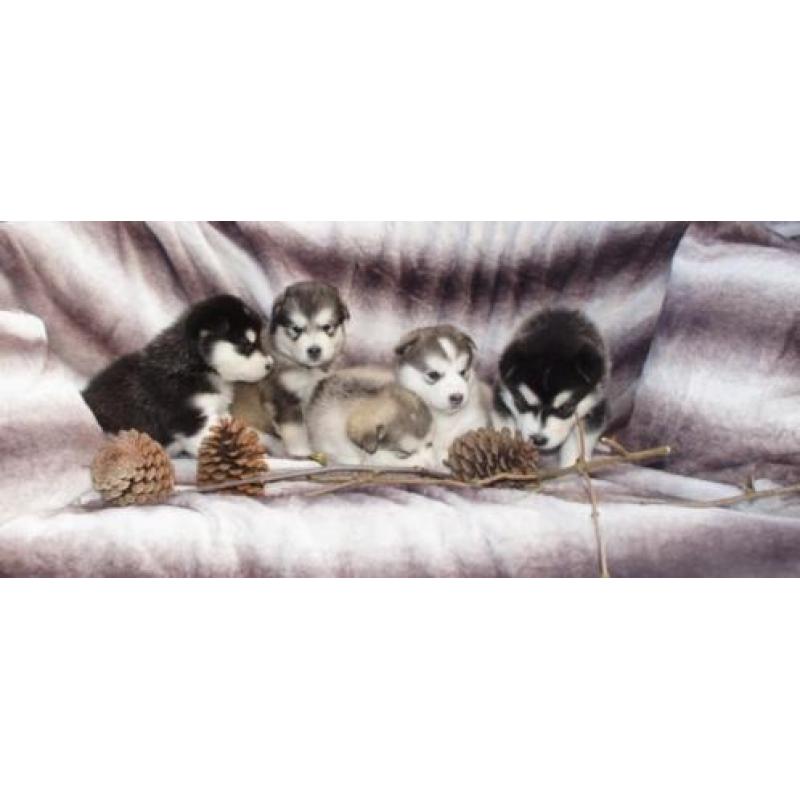 Alaskan malamute pups geboren!! Met stamboom