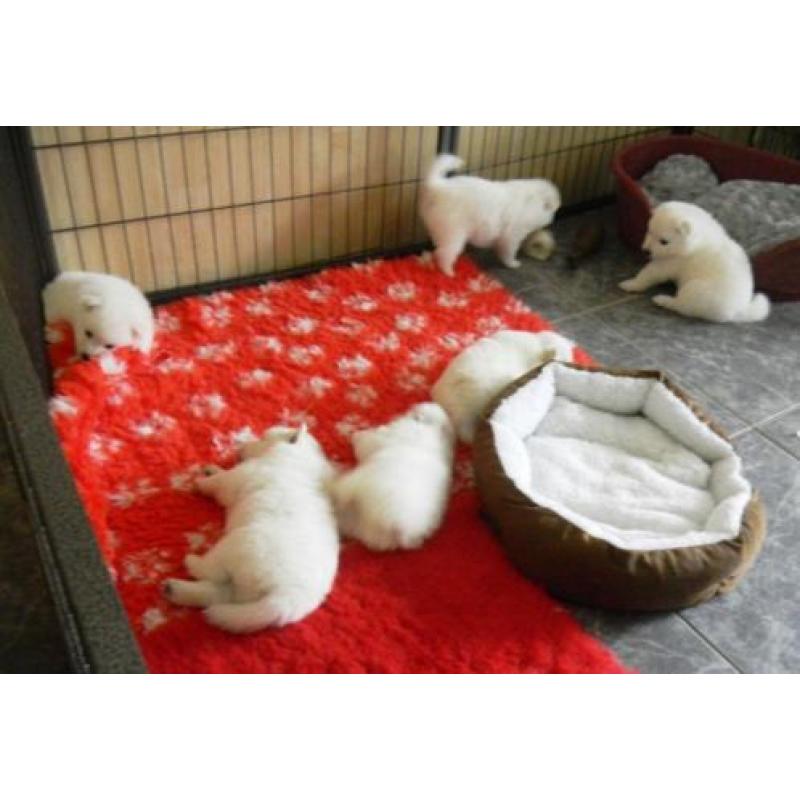 Te koop pups grote witte keeshond