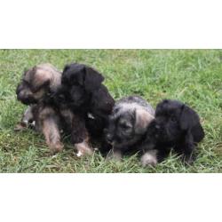 Dwergschnauzer / dwerg schnauzer pups