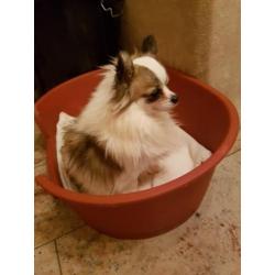 Te koop prachtig chihuahua reutje! MET FCI STAMBOOM