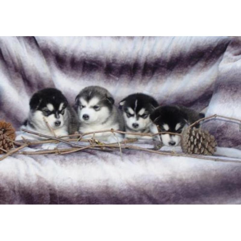 Alaskan malamute pups geboren!! Met stamboom