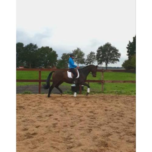Opvallende dressuur topper