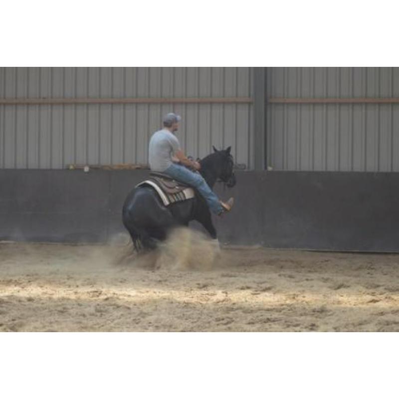 4 jarige quarter horse ruin
