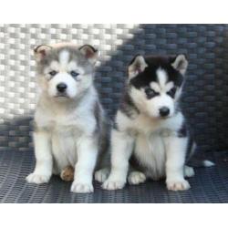 Husky pups met blauwe ogen