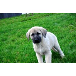 kangal anatolische turkse herder pups