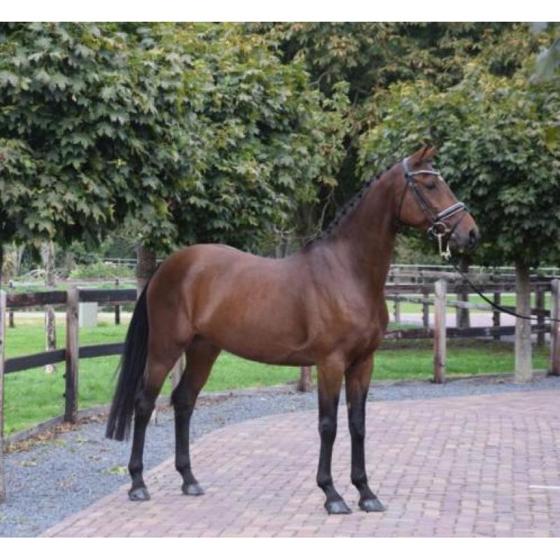 Lieve 10 jarige merrie v. Ginus