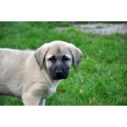 kangal anatolische turkse herder pups