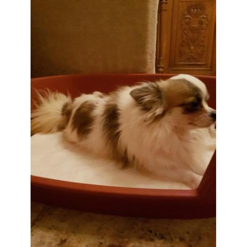 Te koop prachtig chihuahua reutje! MET FCI STAMBOOM