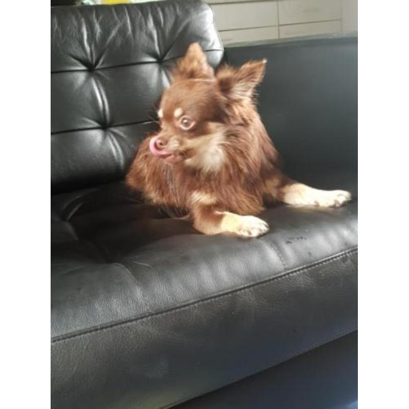 2 heerlijke chihuahua teefjes