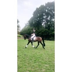 Opvallende dressuur topper