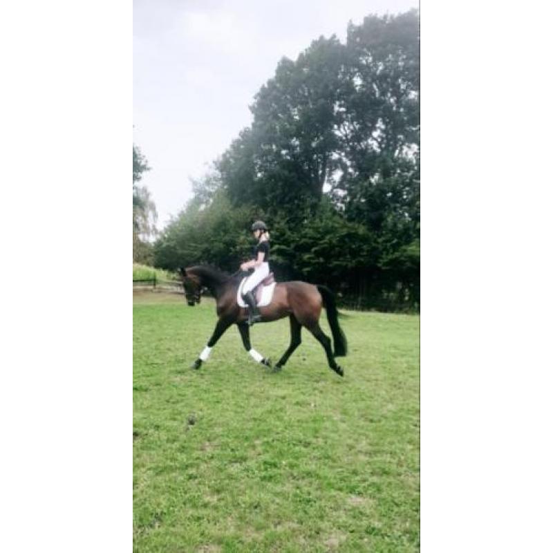 Opvallende dressuur topper