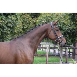 Lieve 10 jarige merrie v. Ginus
