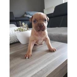 Amerikaanse pitbull pups
