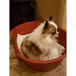 Te koop prachtig chihuahua reutje! MET FCI STAMBOOM