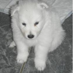 Te koop pups grote witte keeshond