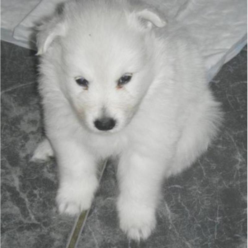 Te koop pups grote witte keeshond