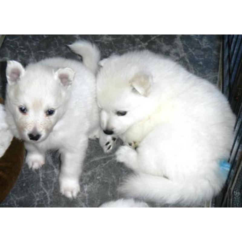 Te koop pups grote witte keeshond