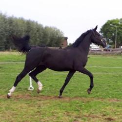 2.5 jr merrie