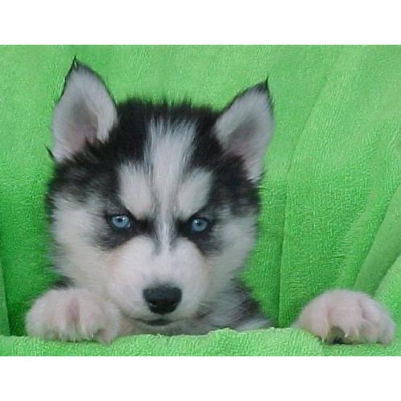 Husky pups met blauwe ogen