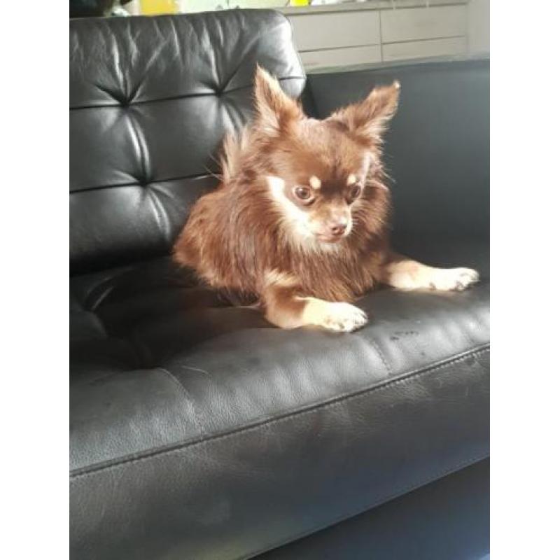2 heerlijke chihuahua teefjes
