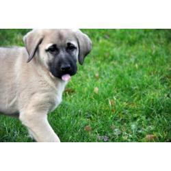 kangal anatolische turkse herder pups
