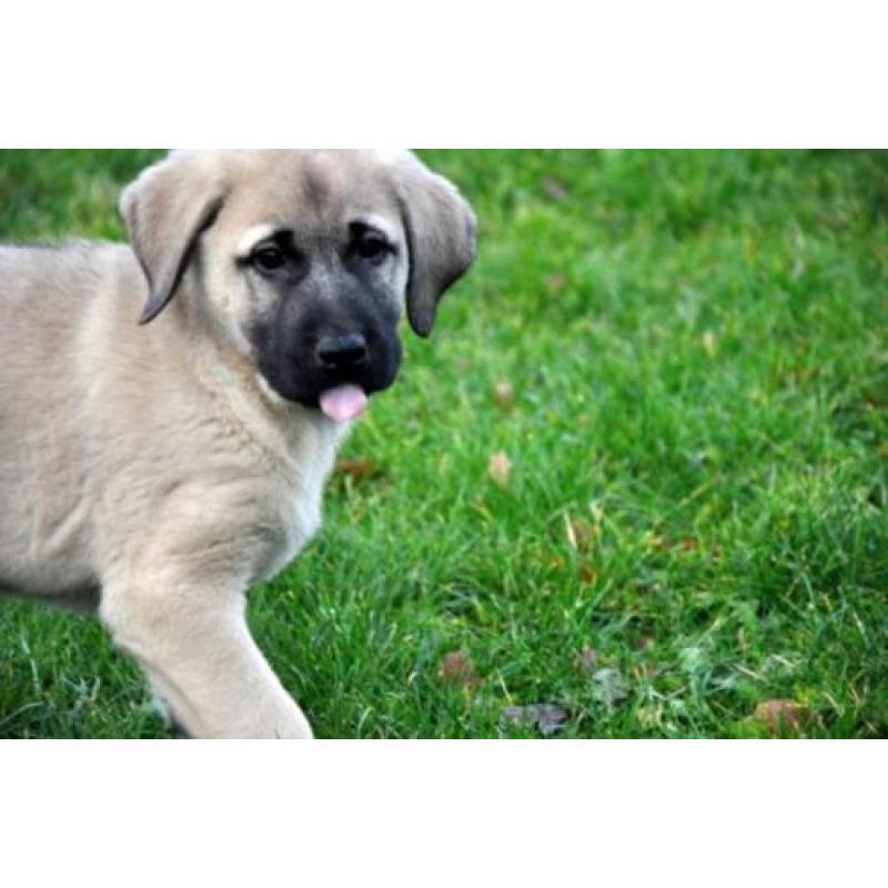 kangal anatolische turkse herder pups
