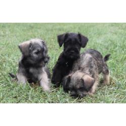Dwergschnauzer / dwerg schnauzer pups