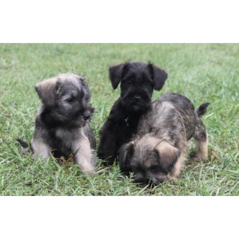 Dwergschnauzer / dwerg schnauzer pups