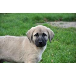 kangal anatolische turkse herder pups