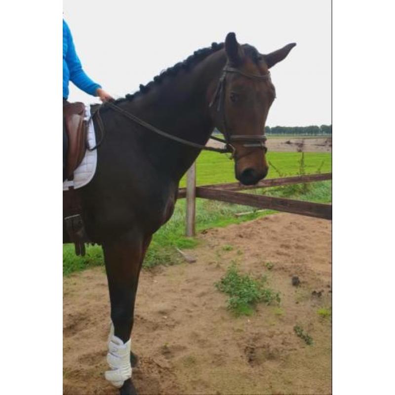 Opvallende dressuur topper