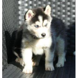 Husky pups met blauwe ogen