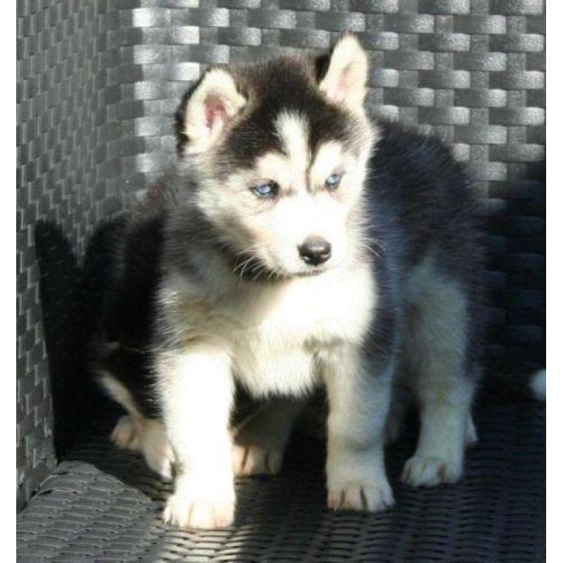 Husky pups met blauwe ogen