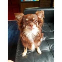 2 heerlijke chihuahua teefjes