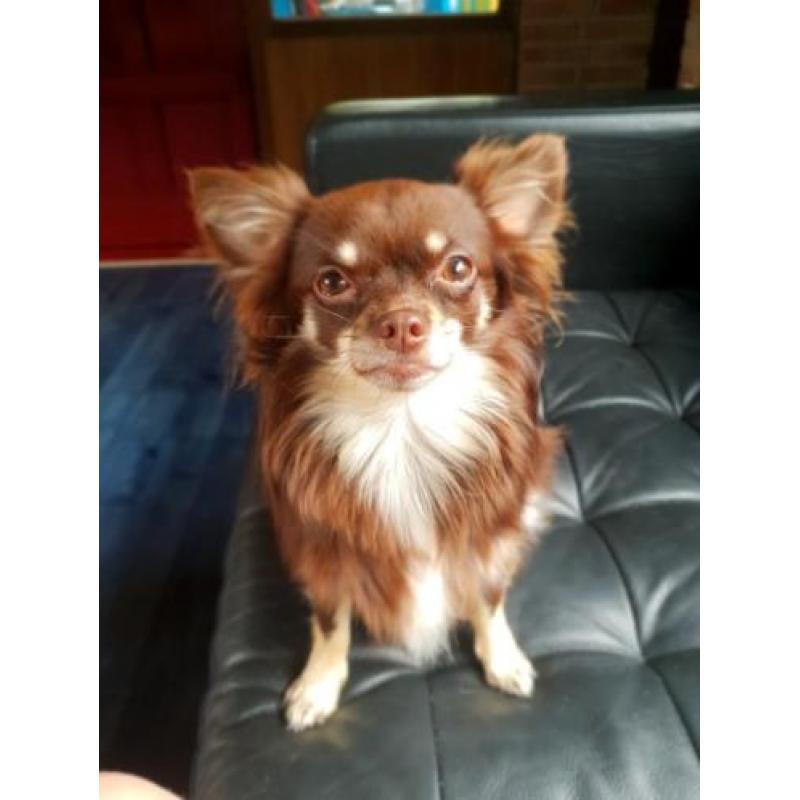 2 heerlijke chihuahua teefjes