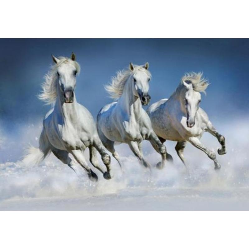 Witte Paarden Fotobehang Paarden behang Gratis verzending