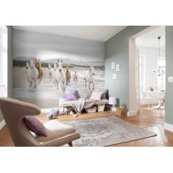 Witte Paarden Fotobehang Paarden behang Gratis verzending