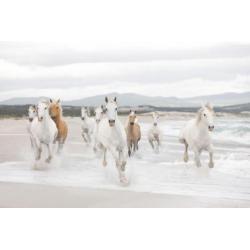 Witte Paarden Fotobehang Paarden behang Gratis verzending