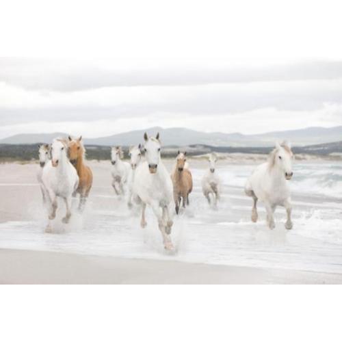 Witte Paarden Fotobehang Paarden behang Gratis verzending