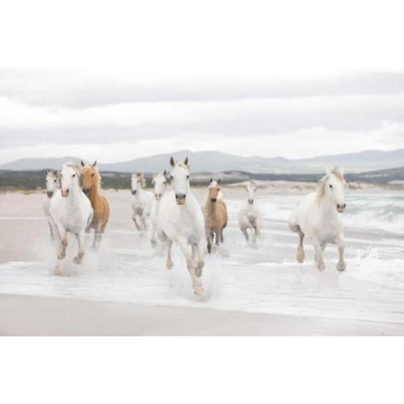 Witte Paarden Fotobehang Paarden behang Gratis verzending
