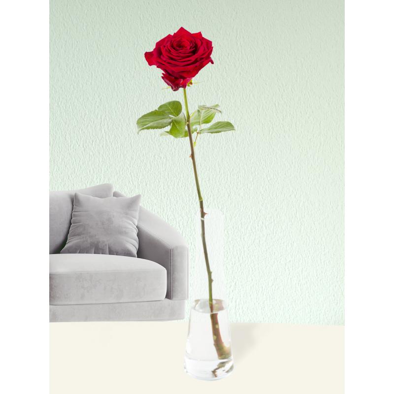 Rote Rose inklusive Glasvase | Rosenstrauß online bestellen | Rosenversand Surprose.de