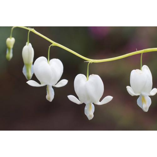 Gebroken hartje Dicentra spectabilis 'Alba'
