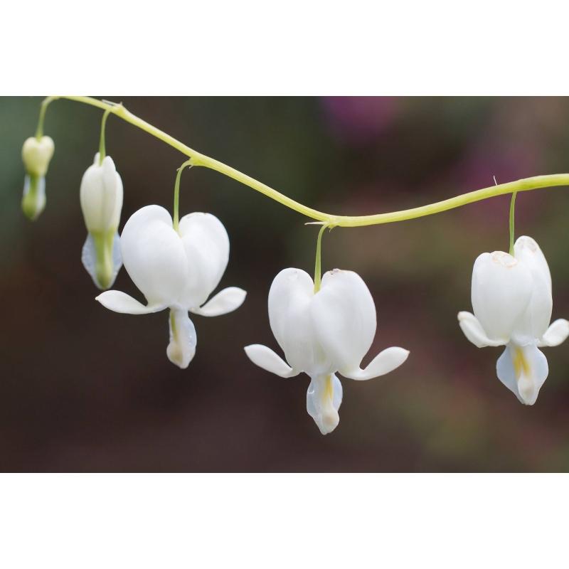 Gebroken hartje Dicentra spectabilis 'Alba'