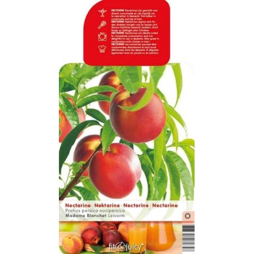 Nectarine leiboom